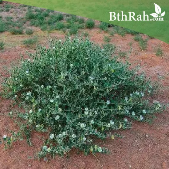 بذور عشبة الشفلّح - Capparis spinosa بذور عشبة الشفلّح - Capparis spinosa