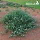 بذور عشبة الشفلّح - Capparis spinosa بذور عشبة الشفلّح - Capparis spinosa