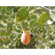 بذور عشبة الشفلّح - Capparis spinosa بذور عشبة الشفلّح - Capparis spinosa