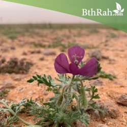 بذور البختري Roemeria hybrida بذور البختري Roemeria hybrida