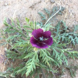 بذور البختري Roemeria hybrida بذور البختري Roemeria hybrida