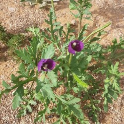 بذور البختري Roemeria hybrida