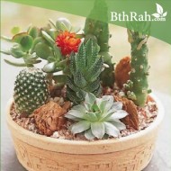 بذور صباريات (مخلوط) Cactaceae بذور صباريات (مخلوط) Cactaceae