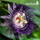 متسلقة زهرة الساعة - Passiflora caerulea متسلقة زهرة الساعة - Passiflora caerulea