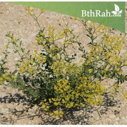 بذور الحزا (Haplophyllum tuberculatum ) بذور الحزا (Haplophyllum tuberculatum )