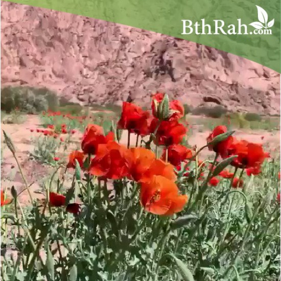 بذور الشقر (Glaucium arabicum) بذور الشقر (Glaucium arabicum)