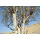 بذور اليسر او البان العربي او المورينقا العربي (Moringa) بذور اليسر او البان العربي او المورينقا العربي (Moringa)