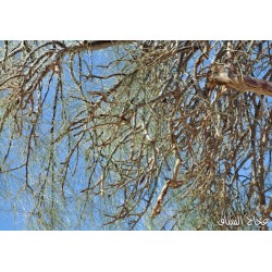 بذور اليسر  او البان العربي او المورينقا العربي (Moringa) بذور اليسر  او البان العربي او المورينقا العربي (Moringa)