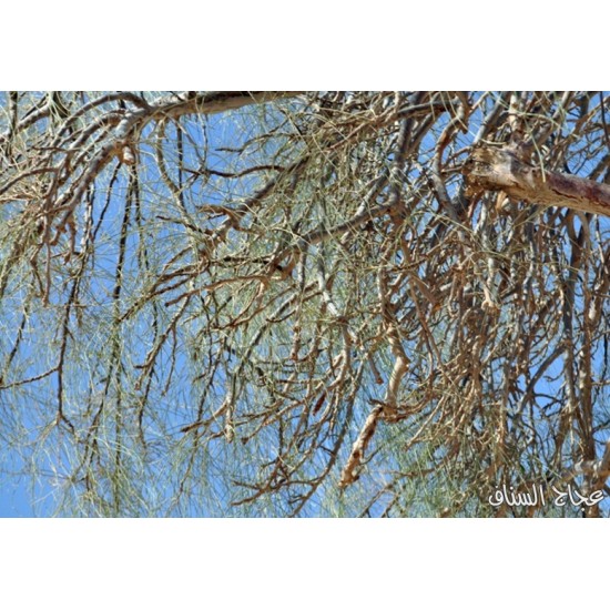بذور اليسر او البان العربي او المورينقا العربي (Moringa) بذور اليسر او البان العربي او المورينقا العربي (Moringa)