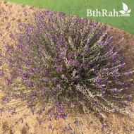 بذور العهينة العيهلان Teucrium oliverianum بذور العهينة العيهلان Teucrium oliverianum