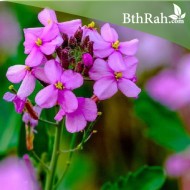 بذور اليهق- الجرجير البري Diplotaxis acris بذور اليهق- الجرجير البري Diplotaxis acris