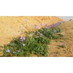 بذور اليهق- الجرجير البري Diplotaxis acris بذور اليهق- الجرجير البري Diplotaxis acris