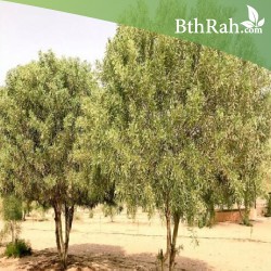 شجر الغرقد في الجزائر Shajara