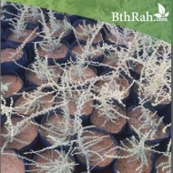 بذور الروثة الرعوية  Salsola villosa  بذور الروثة الرعوية  Salsola villosa