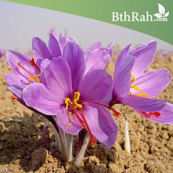 بصيلات الزعفران - Crocus sativus