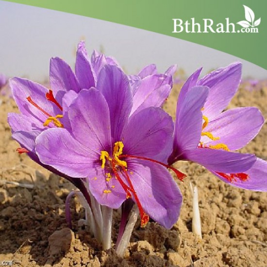 بصيلات الزعفران - Crocus sativus بصيلات الزعفران - Crocus sativus