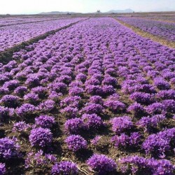 بصيلات الزعفران - Crocus sativus