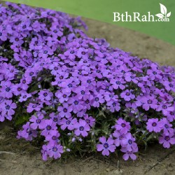 بذور زهرة القبس ( Phlox ) بذور زهرة القبس ( Phlox )