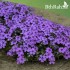 بذور زهرة القبس ( Phlox )