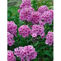 بذور زهرة القبس ( Phlox ) بذور زهرة القبس ( Phlox )