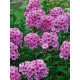 بذور زهرة القبس ( Phlox ) بذور زهرة القبس ( Phlox )