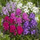بذور زهرة القبس ( Phlox ) بذور زهرة القبس ( Phlox )