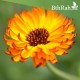 بذور زهور الكلانديولا ( Calendula officinalis ) بذور زهور الكلانديولا ( Calendula officinalis )