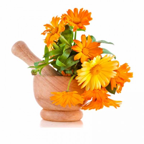 بذور زهور الكلانديولا ( Calendula officinalis ) بذور زهور الكلانديولا ( Calendula officinalis )