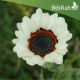 بذور زهرة ملكة الحقل (arctotis fastuosa) بذور زهرة ملكة الحقل (arctotis fastuosa)