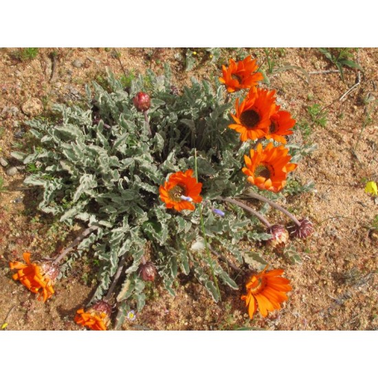بذور زهرة ملكة الحقل (arctotis fastuosa) بذور زهرة ملكة الحقل (arctotis fastuosa)
