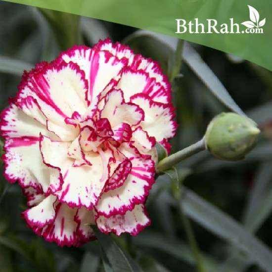 بذور زهور قرنفل جانيت (Dianthus caryophyllus) بذور زهور قرنفل جانيت (Dianthus caryophyllus)