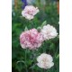 بذور زهور قرنفل جانيت (Dianthus caryophyllus) بذور زهور قرنفل جانيت (Dianthus caryophyllus)
