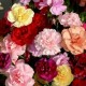 بذور زهور قرنفل جانيت (Dianthus caryophyllus) بذور زهور قرنفل جانيت (Dianthus caryophyllus)