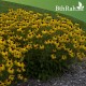 بذور زهرة الرودبيكا(rudbeckia) بذور زهرة الرودبيكا(rudbeckia)
