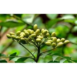 بذور شجرة النيم