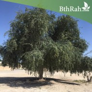 بذور شجرة الهجليج Balanites aegyptiaca بذور شجرة الهجليج Balanites aegyptiaca