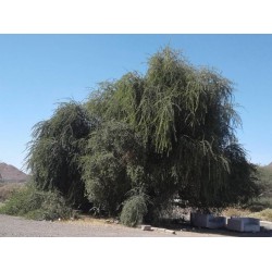 بذور شجرة الهجليج Balanites aegyptiaca بذور شجرة الهجليج Balanites aegyptiaca