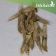 بذور شجرة الكتالبا - Catalpa بذور شجرة الكتالبا - Catalpa