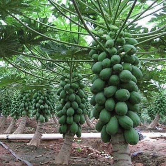 بذور البابايا التايلندية - Carica papaya بذور البابايا التايلندية - Carica papaya