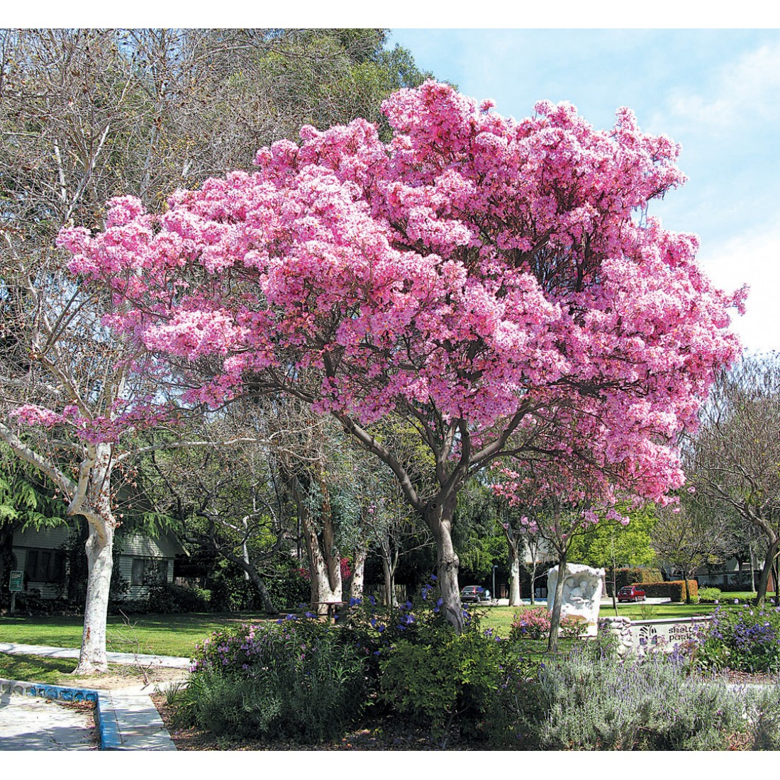Дерево цветет розовым цветом название. Табебуйя бонсай. Цветок табебуйя. Табебуйя розовая (Tabebuia rosea). Тюльпановое дерево Сакура.