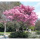 بذور التابوبيا الوردية البيضاء (Tabebuia rosea) بذور التابوبيا الوردية البيضاء (Tabebuia rosea)