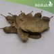 بذور شجرة ابو المكارم - Tipuana tipu بذور شجرة ابو المكارم - Tipuana tipu