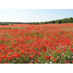 بذور زهرة الديدحان ( شقائق النعمان ) Papaver glaucum بذور زهرة الديدحان ( شقائق النعمان ) Papaver glaucum