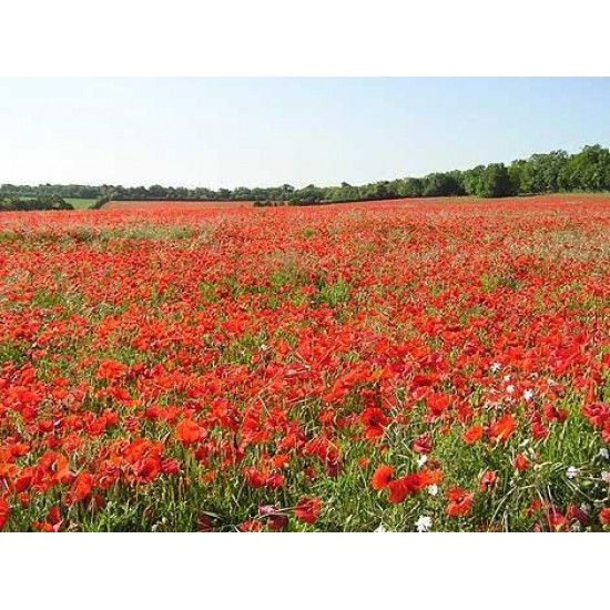 بذور زهرة الديدحان (شقائق النعمان) Papaver glaucum بذور زهرة الديدحان (شقائق النعمان) Papaver glaucum