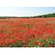بذور زهرة الديدحان (شقائق النعمان) Papaver glaucum بذور زهرة الديدحان (شقائق النعمان) Papaver glaucum