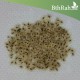 بذور شجرة الباولونيا Paulownia tomentosa seeds بذور شجرة الباولونيا Paulownia tomentosa seeds
