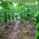 بذور البابايا التايلندية - Carica papaya بذور البابايا التايلندية - Carica papaya