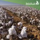بذور شجرة القطن - Gossypium بذور شجرة القطن - Gossypium