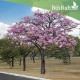 بذور التابوبيا الوردية البيضاء (Tabebuia rosea) بذور التابوبيا الوردية البيضاء (Tabebuia rosea)