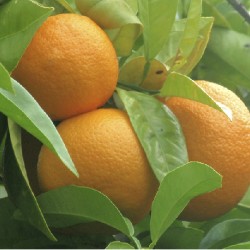 بذور شجرة النارنج - citrus aurantium